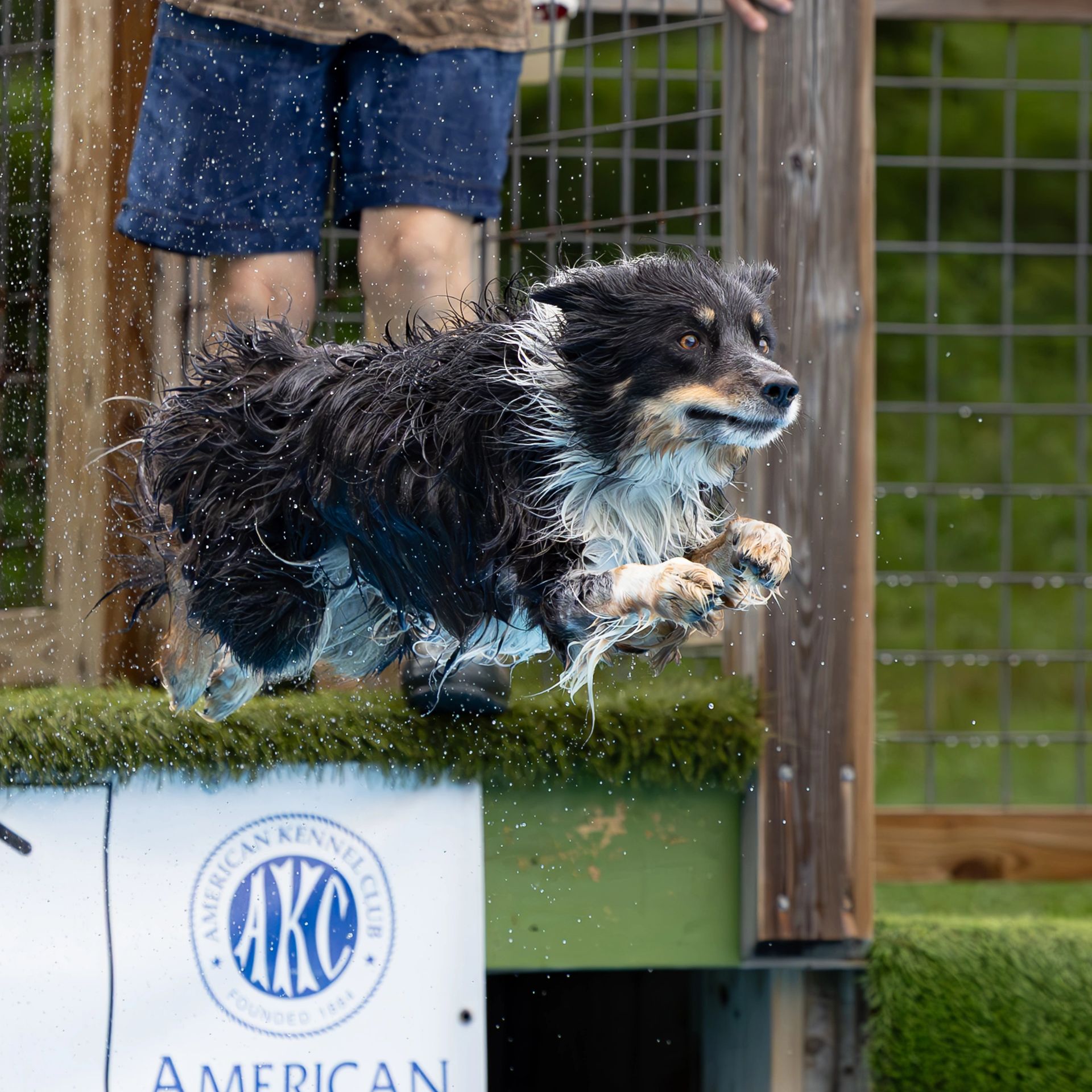 Dock diving action photography at Splash Town Warwick